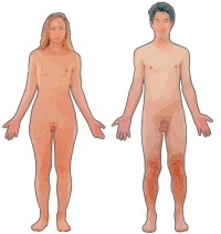 Female and Male Anatomical Depiction
