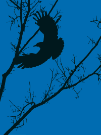 Crow at Night