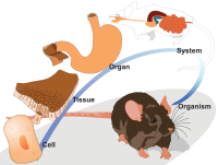 Organization levels of a mouse