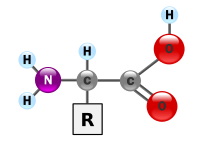 Amino acid