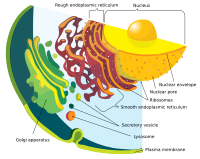 endomembrane system diagram