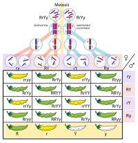 Independent assortment & segregation (Mendelian genetics)