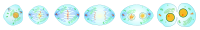 mitosis division of eukaryotic cells