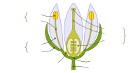 Flower components