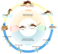 mosquito
