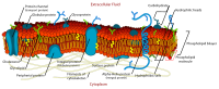 Schematic representation of the cell membrane