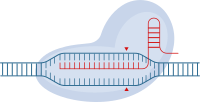 CRISPR-Cas9