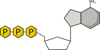 Adenosine Triphosphate (ATP)