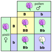 Punnett square mendel flowers