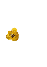 fiore