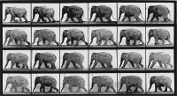 Elephant Walking