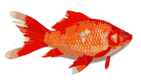 Goldfish