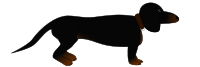Dachshund