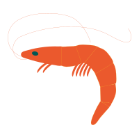 Shrimp