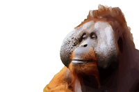 Orangutan