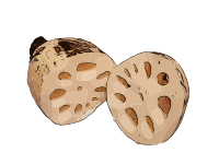 Lotus Root