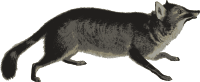 Darwin's Fox