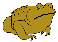 Golden Toad