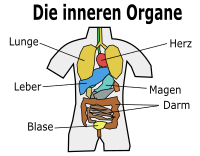 Internal Organs Chart - Diagramm-Deutscher