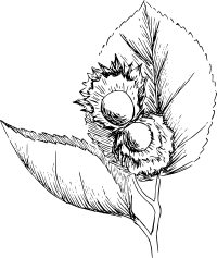 Hazelnuts