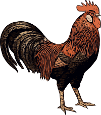 Rooster