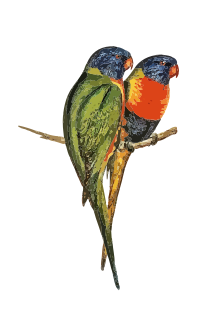 Two Parrots