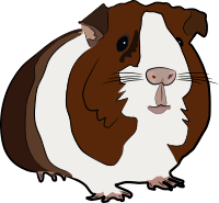 Guinea pig