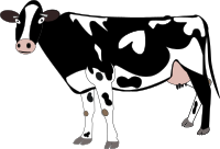 A cow