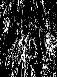 Agnieszka