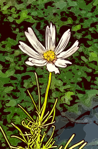 Lonely Flower
