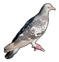 Realistic Pigeon