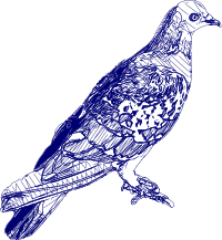 Pigeon Doodle