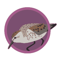 Sandpiper