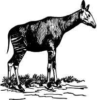 Okapi