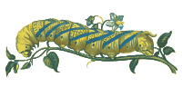 Death's-head Hawkmoth Caterpillar 