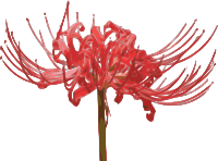 Red Spider Lily