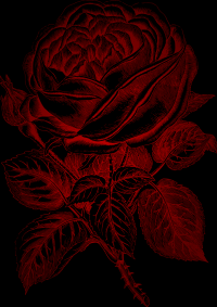 RedRose