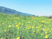 Meadow - Isolated