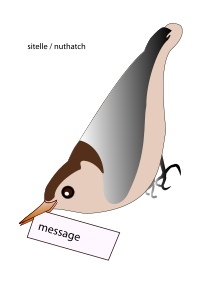 sitelle / nuthatch