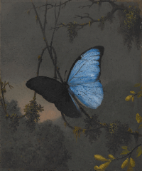 BlueMorpho