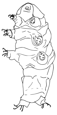 Tardigrade