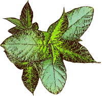 Leaves - Top View