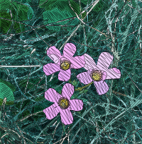 Three Pink Flowers