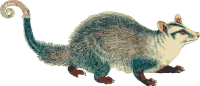 Opossum