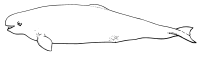 Beluga