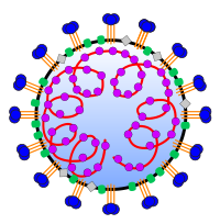 Coronavirus virion