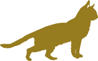 Golden cat