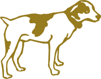 Golden dog