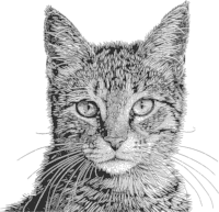 Cat portrait en face - engraving grayscale