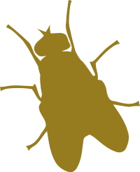 Fly
